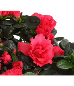 Zimmerazalee - Rhododendron Simsii, Stämmchen 21 Zimmerazalee - Rhododendron Simsii, Stämmchen -Dehner 8205171 WE DE 004 AzaleeAzaleaStammT13DehnerExpressHerzig