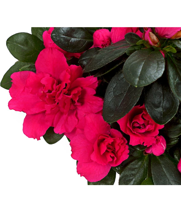 Zimmerazalee - Rhododendron Simsii, Stämmchen 9 Zimmerazalee - Rhododendron Simsii, Stämmchen – Bild 7