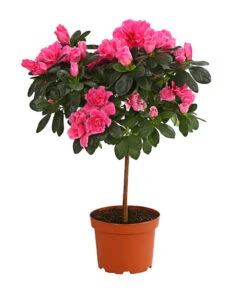 Dehner 42 Zimmerazalee - Rhododendron Simsii, Stämmchen