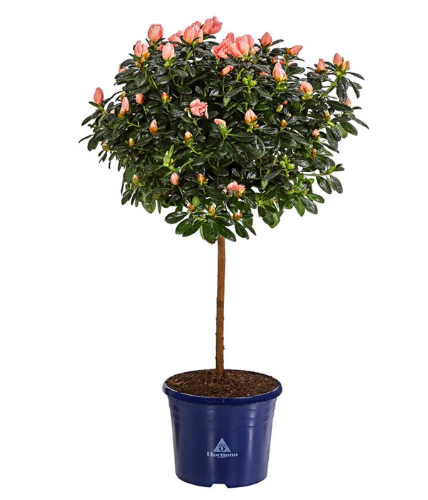 Zimmerazalee - Rhododendron Simsii 'Christine®', Rosa, Stämmchen 3 Zimmerazalee - Rhododendron Simsii 'Christine®', Rosa, Stämmchen