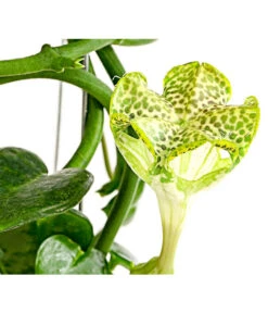 Kletternde Leuchterblume - Ceropegia Sandersonii, Säule 7 Kletternde Leuchterblume - Ceropegia Sandersonii, Säule -Dehner 8212193 PR DE 001 CeropegiaSandersoniiFallschirmblumeT12DehnerExpressHerzig