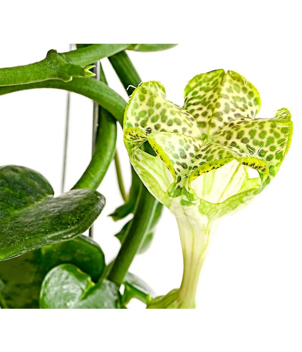 Kletternde Leuchterblume - Ceropegia Sandersonii, Säule 5 Kletternde Leuchterblume - Ceropegia Sandersonii, Säule – Bild 3