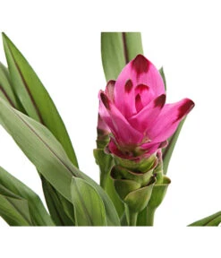 Indische Safranwurz - Curcuma Alismatifolia 9 Indische Safranwurz - Curcuma Alismatifolia -Dehner 8217341 PR DE 001 CurcumaSarletLilaT15DehnerExpressHerzig