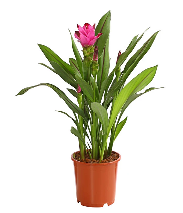 Indische Safranwurz - Curcuma Alismatifolia 3 Indische Safranwurz - Curcuma Alismatifolia