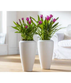 Indische Safranwurz - Curcuma Alismatifolia 8 Indische Safranwurz - Curcuma Alismatifolia -Dehner 8217341 WE MO 001 Curcuma2021GC08