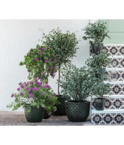 Kreuzblume, Stämmchen 9 Kreuzblume, Stämmchen -Dehner 8225948 8591000 8591125 6705461 WE MO 001 PolygalaEucalyptus