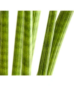 Bogenhanf - Sansevieria Cylindrica 'Straight' -Dehner 8241127 PR DE 001 SansevieriaCylindricaBogenhanfT17DehnerExpressHerzig