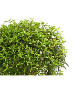 Brautmyrte, Stämmchen 7 Brautmyrte, Stämmchen -Dehner 8244626 PR WE 001 MyrtusStammDehnerExpressHerzig