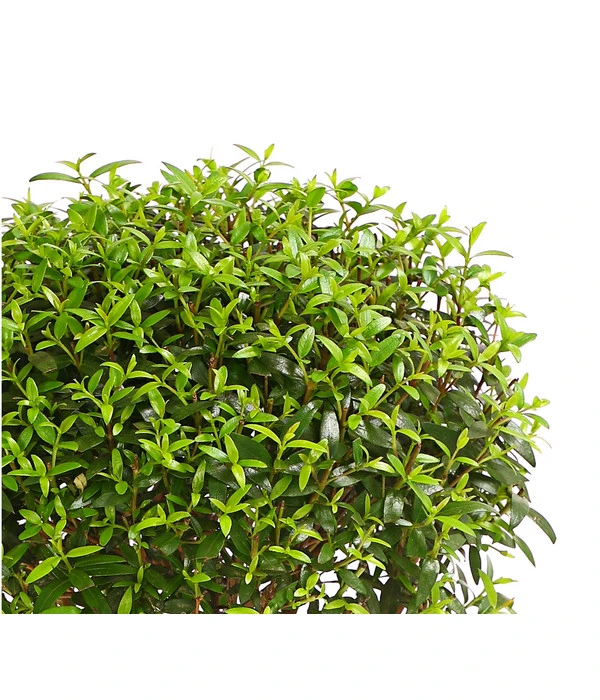 Brautmyrte, Stämmchen 5 Brautmyrte, Stämmchen – Bild 3