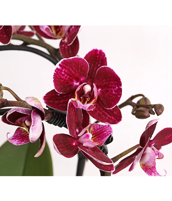 Midi Schmetterlingsorchidee - Phalaenopsis Cultivars, Zweitriebig, Verschiedene Sorten 10 Midi Schmetterlingsorchidee - Phalaenopsis Cultivars, Zweitriebig, Verschiedene Sorten – Bild 8