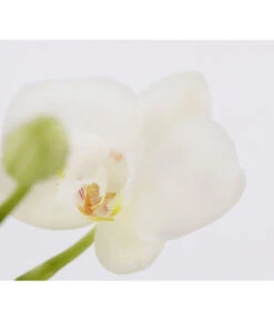 Midi Schmetterlingsorchidee - Phalaenopsis Cultivars, Zweitriebig, Verschiedene Sorten 17 Midi Schmetterlingsorchidee - Phalaenopsis Cultivars, Zweitriebig, Verschiedene Sorten -Dehner 8245052 PR DE 001 PhalaenposisHybrideT9MidiOrchideeDehnerExpressZS