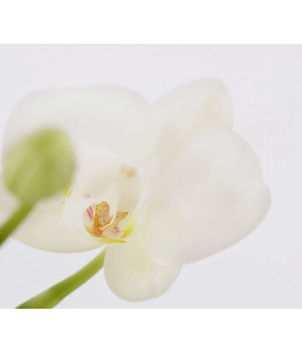 Midi Schmetterlingsorchidee - Phalaenopsis Cultivars, Zweitriebig, Verschiedene Sorten 9 Midi Schmetterlingsorchidee - Phalaenopsis Cultivars, Zweitriebig, Verschiedene Sorten – Bild 7