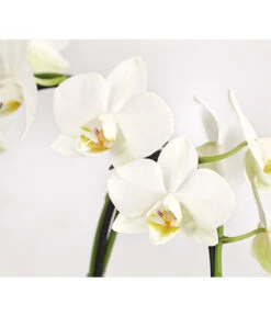 Midi Schmetterlingsorchidee - Phalaenopsis Cultivars, Zweitriebig, Verschiedene Sorten 19 Midi Schmetterlingsorchidee - Phalaenopsis Cultivars, Zweitriebig, Verschiedene Sorten -Dehner 8245052 PR DE 002 PhalaenposisHybrideT9DehnerExpressHerzig