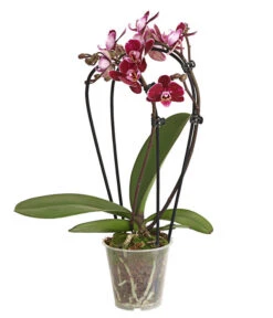 Midi Schmetterlingsorchidee - Phalaenopsis Cultivars, Zweitriebig, Verschiedene Sorten 13 Midi Schmetterlingsorchidee - Phalaenopsis Cultivars, Zweitriebig, Verschiedene Sorten -Dehner 8245052 PR FS 001 PhalaenposisHybrideT9DehnerExpressHerzig