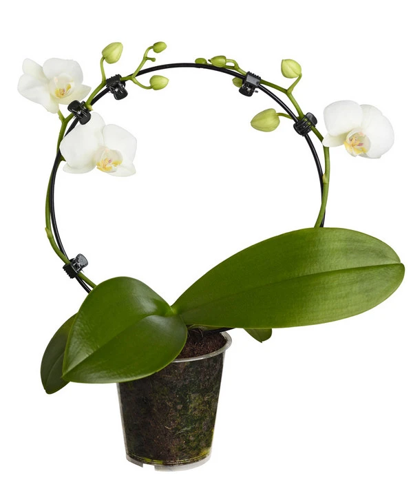 Midi Schmetterlingsorchidee - Phalaenopsis Cultivars, Zweitriebig, Verschiedene Sorten 6 Midi Schmetterlingsorchidee - Phalaenopsis Cultivars, Zweitriebig, Verschiedene Sorten – Bild 4
