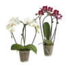 Midi Schmetterlingsorchidee - Phalaenopsis Cultivars, Zweitriebig, Verschiedene Sorten 1 Midi Schmetterlingsorchidee - Phalaenopsis Cultivars, Zweitriebig, Verschiedene Sorten -Dehner 8245052 PR FS 003 PhalaenposisHybrideT9DehnerExpressHerzig