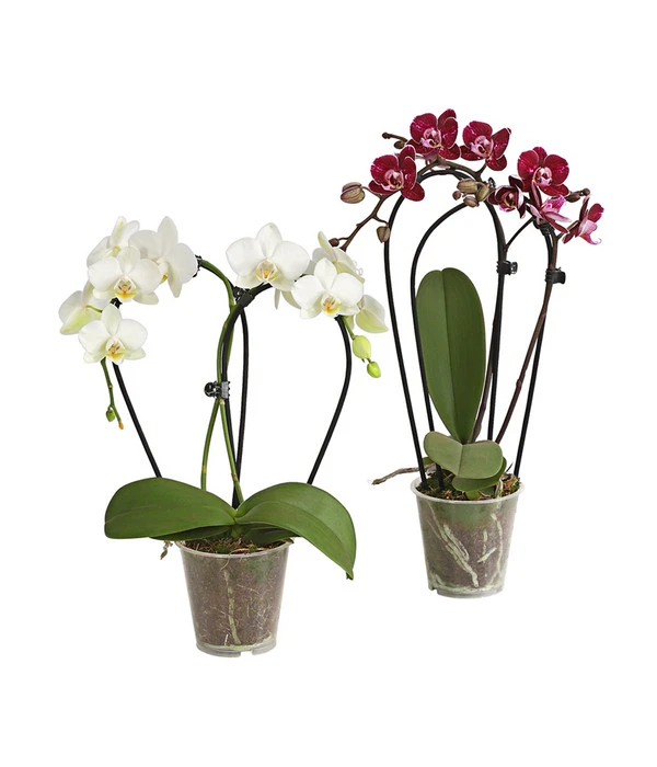 Midi Schmetterlingsorchidee - Phalaenopsis Cultivars, Zweitriebig, Verschiedene Sorten 3 Midi Schmetterlingsorchidee - Phalaenopsis Cultivars, Zweitriebig, Verschiedene Sorten