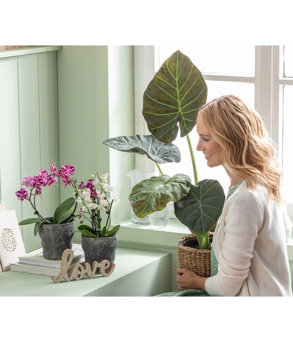 Midi Schmetterlingsorchidee - Phalaenopsis Cultivars, Zweitriebig, Verschiedene Sorten 8 Midi Schmetterlingsorchidee - Phalaenopsis Cultivars, Zweitriebig, Verschiedene Sorten – Bild 6