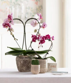 Midi Schmetterlingsorchidee - Phalaenopsis Cultivars, Zweitriebig, Verschiedene Sorten 15 Midi Schmetterlingsorchidee - Phalaenopsis Cultivars, Zweitriebig, Verschiedene Sorten -Dehner 8245052 WE MO 001 SchmetterlingsorchideeMidi