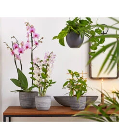 Vanille-Orchidee - Vanilla Planifolia 7 Vanille-Orchidee - Vanilla Planifolia -Dehner 8250045 8251399 8250045 825153 PR MO 001 Orchideen02BL20