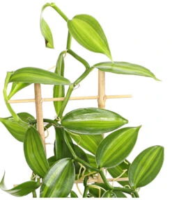 Vanille-Orchidee - Vanilla Planifolia 6 Vanille-Orchidee - Vanilla Planifolia -Dehner 8250045 WE DE 001 VanilleVanillaT12DehnerExpressHerzig