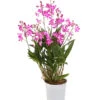 Duft-Traubenorchidee - Dendrobium Kingianum 'Berry' -Dehner 8250714 WE FS 001 DendrobiumBerryDuftT12OWDehnerExpressHerzig
