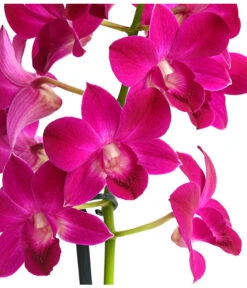 Dendrobium - Dendrobium Cultivaris, Verschiedene Sorten -Dehner 8250771 WE DE 001 DendrobiumSonderfarbenT12DehnerExpressHerzig