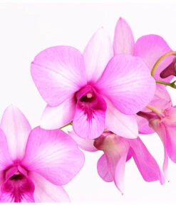 Dendrobium - Dendrobium Cultivaris, Verschiedene Sorten -Dehner 8250771 WE DE 002 DendrobiumSonderfarbenT12DehnerExpressHerzig