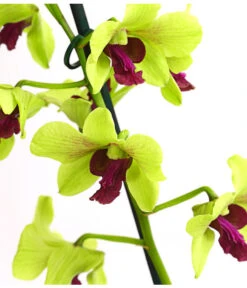 Dendrobium - Dendrobium Cultivaris, Verschiedene Sorten -Dehner 8250771 WE DE 003 DendrobiumSonderfarbenT12DehnerExpressHerzig