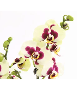 Schmetterlingsorchidee - Phalaenopsis Cultivars, Sonderfarben 39 Schmetterlingsorchidee - Phalaenopsis Cultivars, Sonderfarben -Dehner 8253213 WE DE 001 SchmetterlingsorchideePhalaneopsisPanda2TrieberT12OWDehnerExpressHerzig