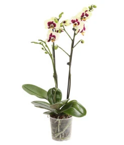 Schmetterlingsorchidee - Phalaenopsis Cultivars, Sonderfarben 24 Schmetterlingsorchidee - Phalaenopsis Cultivars, Sonderfarben -Dehner 8253213 WE FS 001 SchmetterlingsorchideePhalaneopsisPanda2TrieberT12DehnerExpressHerzig