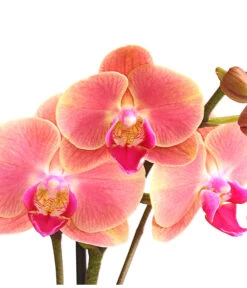 Schmetterlingsorchidee - Phalaenopsis Cultivars, Sonderfarben 37 Schmetterlingsorchidee - Phalaenopsis Cultivars, Sonderfarben -Dehner 8253726 WE DE 001 SchmetterlingsorchideePhalaenopsisMarigold2TrieberDehnerExpressHerzig