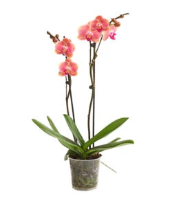Schmetterlingsorchidee - Phalaenopsis Cultivars, Sonderfarben 25 Schmetterlingsorchidee - Phalaenopsis Cultivars, Sonderfarben -Dehner 8253726 WE FS 001 SchmetterlingsorchideePhalaenopsisMarigold2TrieberDehnerExpressHerzig