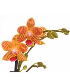 Schmetterlingsorchidee - Phalaenopsis Cultivars, Sonderfarben 38 Schmetterlingsorchidee - Phalaenopsis Cultivars, Sonderfarben -Dehner 8254005 WE DE 001 SchmetterlingsorchideePhalaenopsisGoldstaffT12PremiumDehnerExpressHerzig