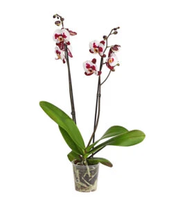 Schmetterlingsorchidee - Phalaenopsis Cultivars, Sonderfarben 33 Schmetterlingsorchidee - Phalaenopsis Cultivars, Sonderfarben -Dehner 8254021 PR FS 001 SchmetterlingsorchideePhalaenopsisSonderfarben2TrieberDehnerExpressHerzig