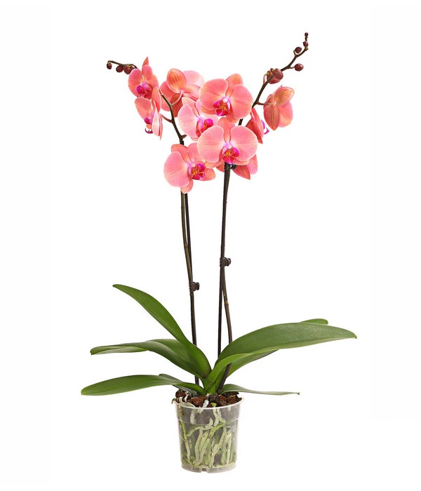 Schmetterlingsorchidee - Phalaenopsis Cultivars, Sonderfarben 8 Schmetterlingsorchidee - Phalaenopsis Cultivars, Sonderfarben – Bild 7