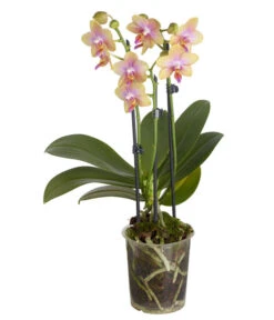 Dehner 40 Duft-Schmetterlingsorchidee - Phalaenopsis Cultivaris 'Liodoro'