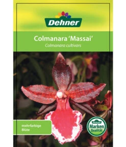 Tigerorchidee - Colmanara Cultivars 'Massai' 14 Tigerorchidee - Colmanara Cultivars 'Massai' -Dehner 8256174 8256182 ColmanaraCultivars 19122016 1