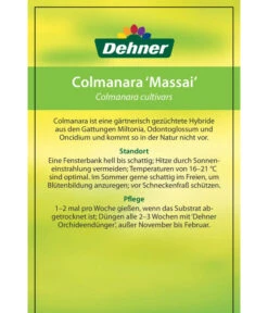 Tigerorchidee - Colmanara Cultivars 'Massai' 15 Tigerorchidee - Colmanara Cultivars 'Massai' -Dehner 8256174 8256182 ColmanaraCultivars 19122016 2