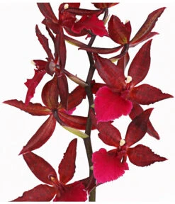 Tigerorchidee - Colmanara Cultivars 'Massai' 11 Tigerorchidee - Colmanara Cultivars 'Massai' -Dehner 8256174 PR DE 002 ColmanaraMassai1TrieberT12DehnerExpressHerzig