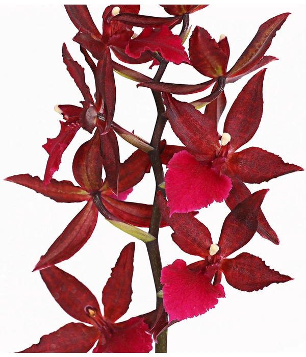 Tigerorchidee - Colmanara Cultivars 'Massai' 5 Tigerorchidee - Colmanara Cultivars 'Massai' – Bild 3