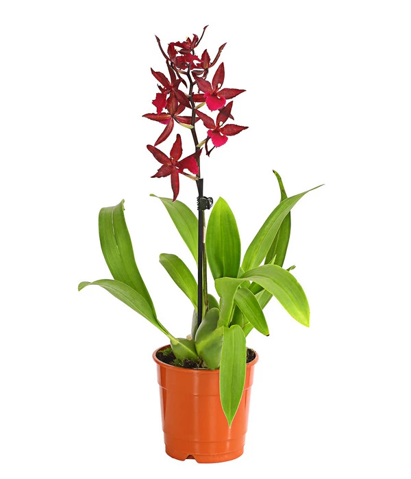 Tigerorchidee - Colmanara Cultivars 'Massai' 3 Tigerorchidee - Colmanara Cultivars 'Massai'