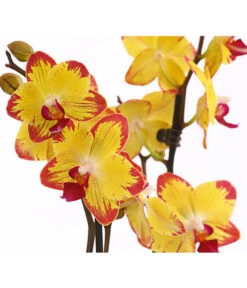 Schmetterlingsorchidee - Phalaenopsis Cultivars, Sonderfarben 35 Schmetterlingsorchidee - Phalaenopsis Cultivars, Sonderfarben -Dehner 8256943 WE DE 001 SchmetterlingsorchideePhalaenopsisBeeStingT12PremiumDehnerExpressHerzig