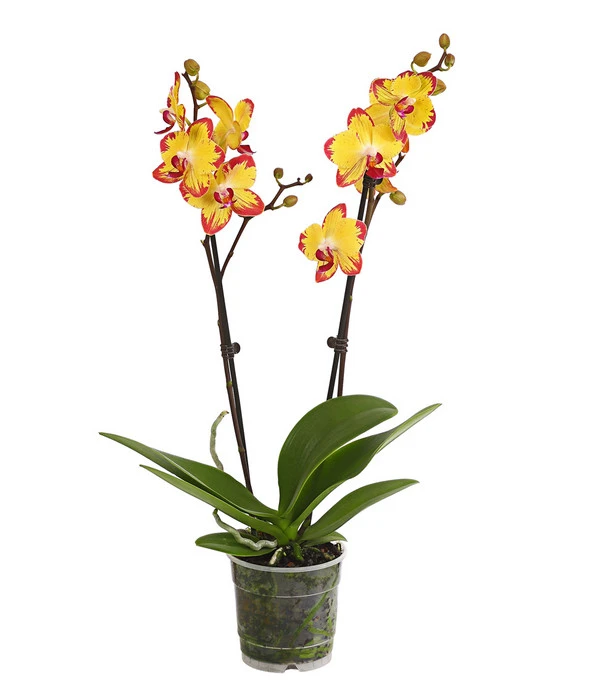 Schmetterlingsorchidee - Phalaenopsis Cultivars, Sonderfarben 2 Schmetterlingsorchidee - Phalaenopsis Cultivars, Sonderfarben