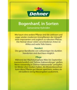 Bogenhanf - Sansevieria Cylindrica 'Mikado' 13 Bogenhanf - Sansevieria Cylindrica 'Mikado' -Dehner 82686741 8268591 8268807 8296782 8268799 8241077 Bogenhanf 2