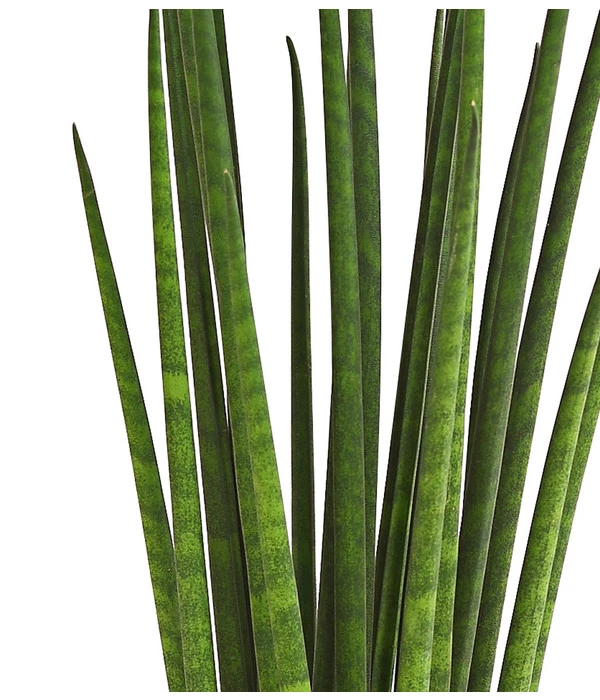 Bogenhanf - Sansevieria Cylindrica 'Mikado' 4 Bogenhanf - Sansevieria Cylindrica 'Mikado' – Bild 2
