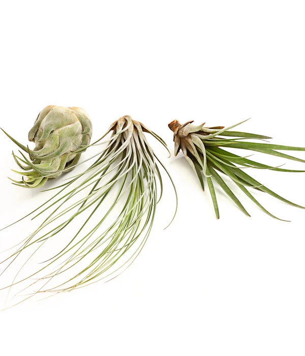 XXL Tillandsien-Set - Tillandsia Hybride, 3-teilig 4 XXL Tillandsien-Set - Tillandsia Hybride, 3-teilig – Bild 2
