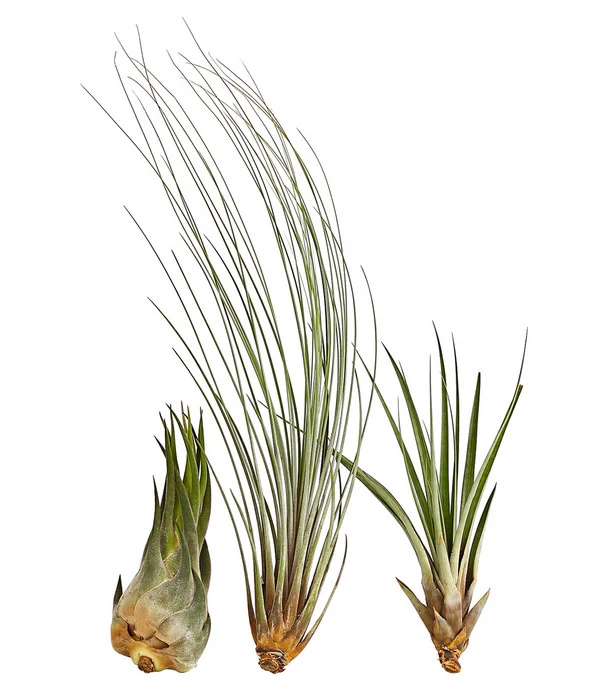 XXL Tillandsien-Set - Tillandsia Hybride, 3-teilig 3 XXL Tillandsien-Set - Tillandsia Hybride, 3-teilig
