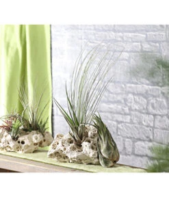 XXL Tillandsien-Set - Tillandsia Hybride, 3-teilig 7 XXL Tillandsien-Set - Tillandsia Hybride, 3-teilig -Dehner 8270324 WE MO 001 TillandsienXXL3erSetDehnerExpressHerzig