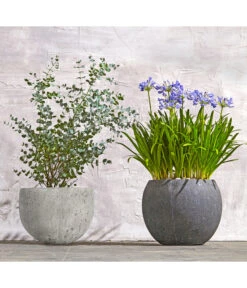 Dehner Polystone-Topf Kapstadt, Rund, Grau 10 Dehner Polystone-Topf Kapstadt, Rund, Grau -Dehner 8278251 WE MO 002 8586141 8587438 AgapanthusTwisterEucalyptusGunniBuschT24LapisLazuliUveSauerBL0218 1